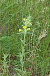 Yellow glandweed